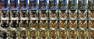 Copertina di Il micio domestico diventa una tigre con l’Intelligenza Artificiale di Nvidia