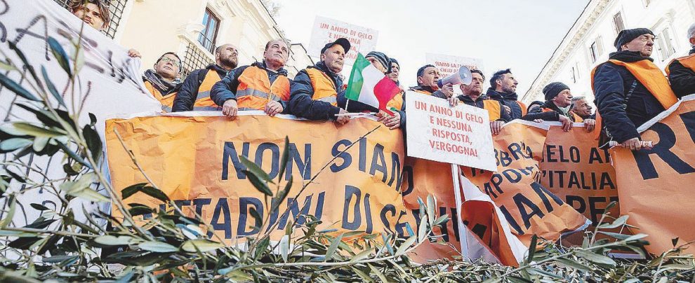 Xylella, ok al taglio selvaggio sulla base di analisi contestate Xylella, ok al taglio selvaggio sulla base di analisi contestate