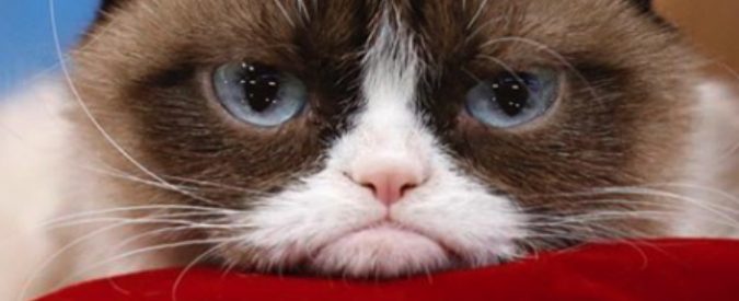 Grumpy Cat, è morto il celebre gatto “arrabbiato”: lascia un patrimonio da 100 milioni di dollari