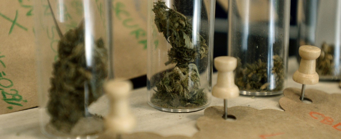 Cannabis sativa, Cassazione: legge non consente vendita dei derivati. Resina e olio illegali se hanno “efficacia drogante”