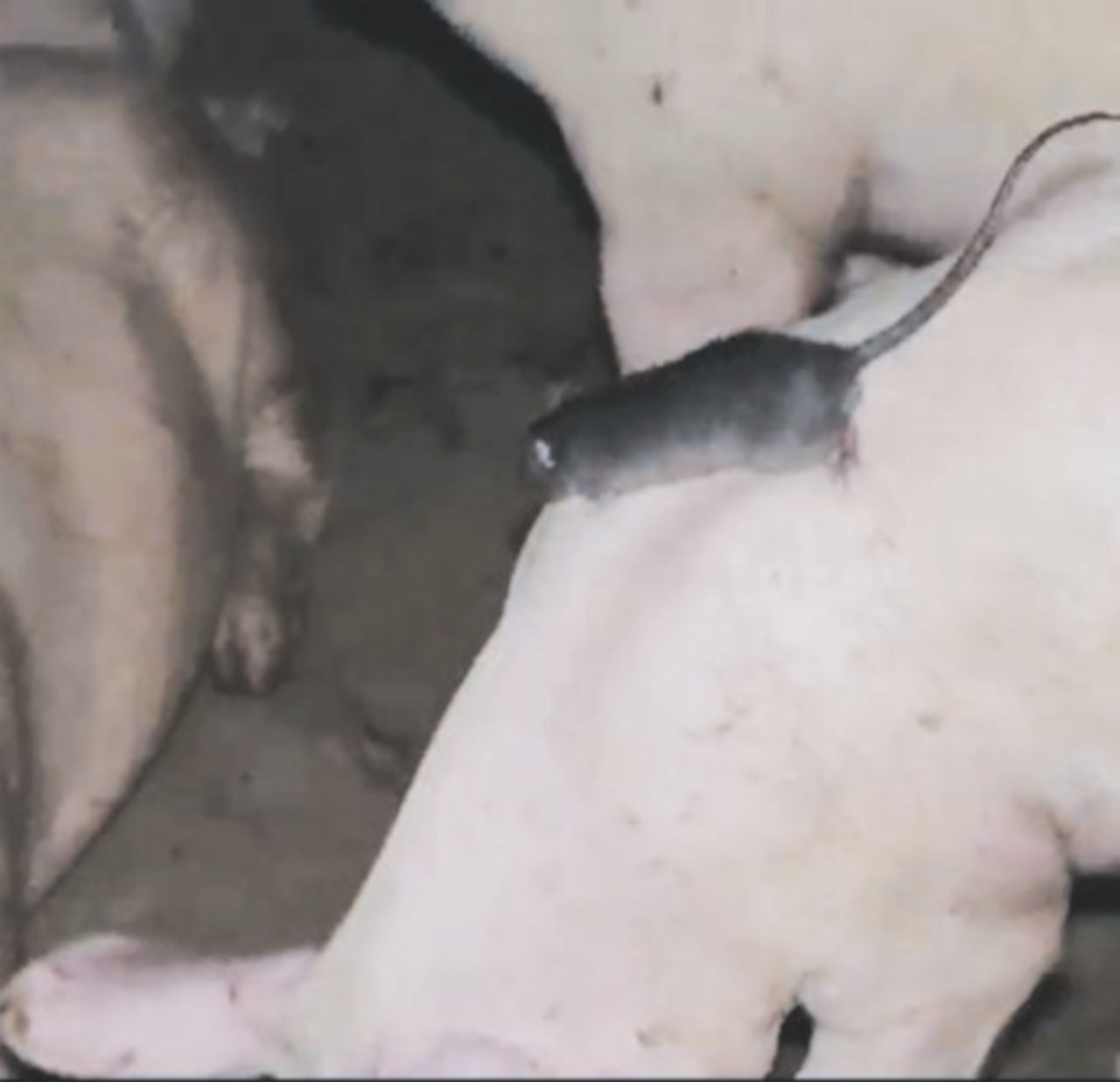 Prosciutto di Parma? “Uno su tre è danese” Report nella porcilaia: topi e martellate