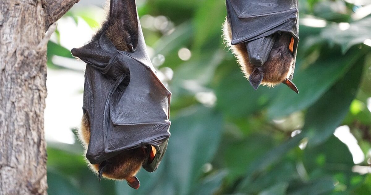Un pipistrello si posa sul volto nel sonno, la famiglia non vede le ferite: bambino muore di rabbia dopo poche settimane