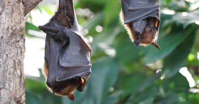 Copertina di Un pipistrello si posa sul volto nel sonno, la famiglia non vede le ferite: bambino muore di rabbia dopo poche settimane