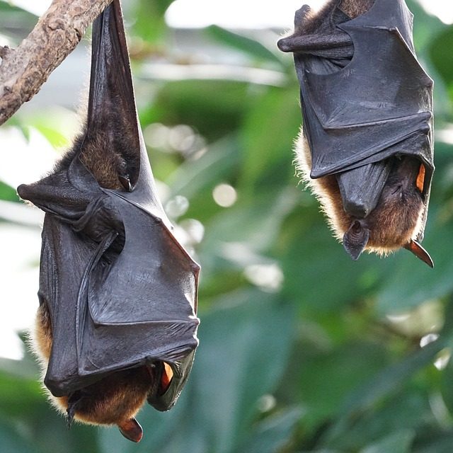 Un pipistrello si posa sul volto nel sonno, la famiglia non vede le ferite: bambino muore di rabbia dopo poche settimane
