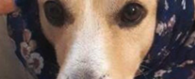 Uccise il cagnolino Remì con una fucilata davanti ai passanti: denunciato pensionato di 71 anni