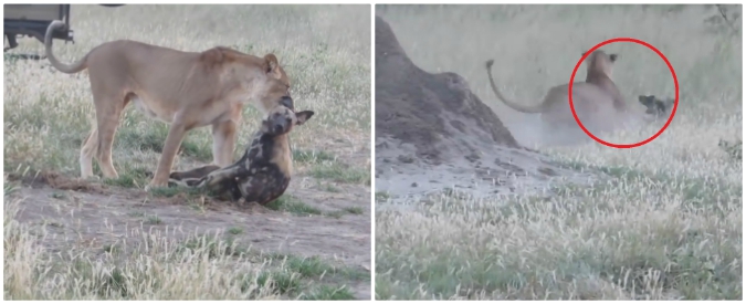 Copertina di Leonessa vs licaone, la lotta per sopravvivere è sorprendente: la preda finge di essere morta e il finale è inaspettato