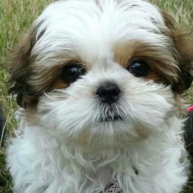 “Mi hai ammazzato il cane. Questa me la paghi, ti uccido”: proprietario a processo per tentata aggressione al veterinario