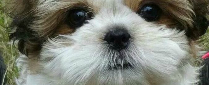 “Mi hai ammazzato il cane. Questa me la paghi, ti uccido”: proprietario a processo per tentata aggressione al veterinario