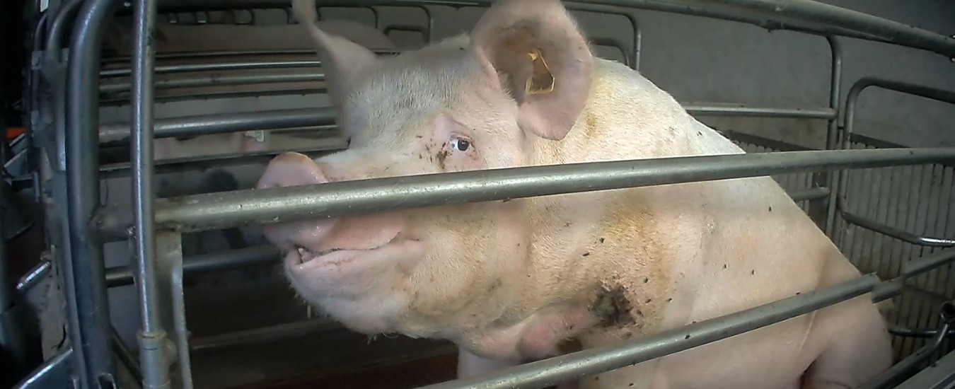 Copertina di Prosciutto dop, abbiamo documentato i gravi maltrattamenti subiti dai maiali