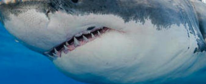 Turista ucciso da uno squalo: la tragedia a pochi metri dal resort