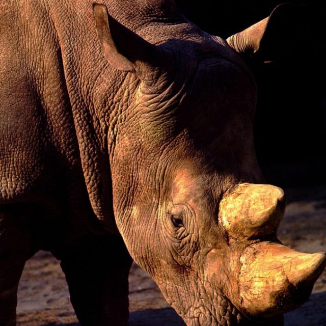 Malaysia, è morto l’ultimo rinoceronte di Sumatra maschio: ora resta solo una femmina
