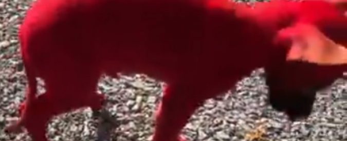 Valee Taylor, il rapper dipinge il suo chihuahua di rosso: scoppia la polemica