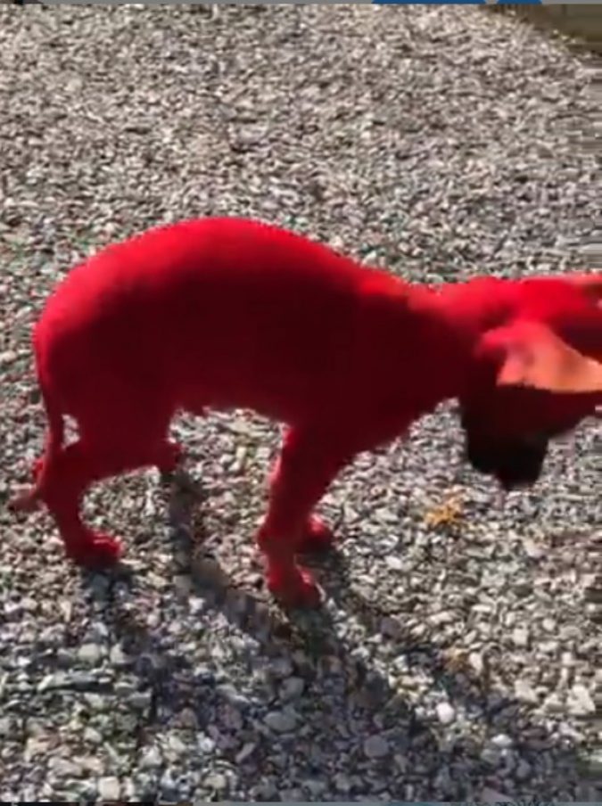 Valee Taylor, il rapper dipinge il suo chihuahua di rosso: scoppia la polemica