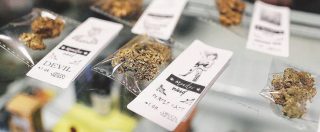 Cannabis light, la sentenza della Cassazione: “Vietata la vendita dei derivati”