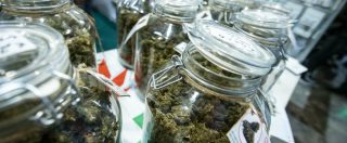 Copertina di Cannabis light, i prodotti a rischio e i danni economici: ecco le sei conseguenze della sentenza della Cassazione