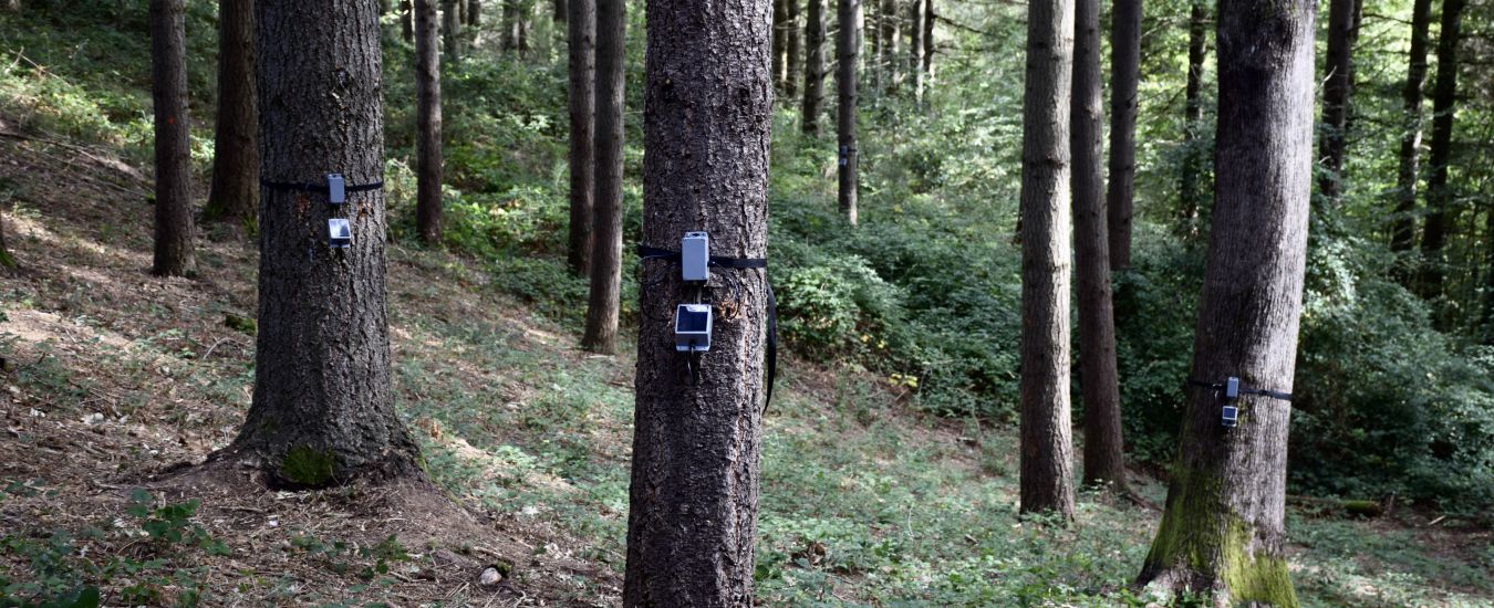 Copertina di Umbria, il dottore che registra “la voce degli alberi” e la fa sentire ai più piccoli: “I giovani sanno che non c’è più tempo”