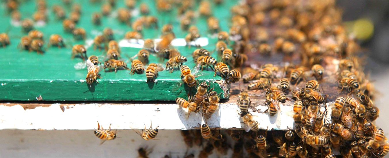 Friuli, pesticidi che uccidono le api: agricoltore indagato segue corso sulla semina per estinguere il reato