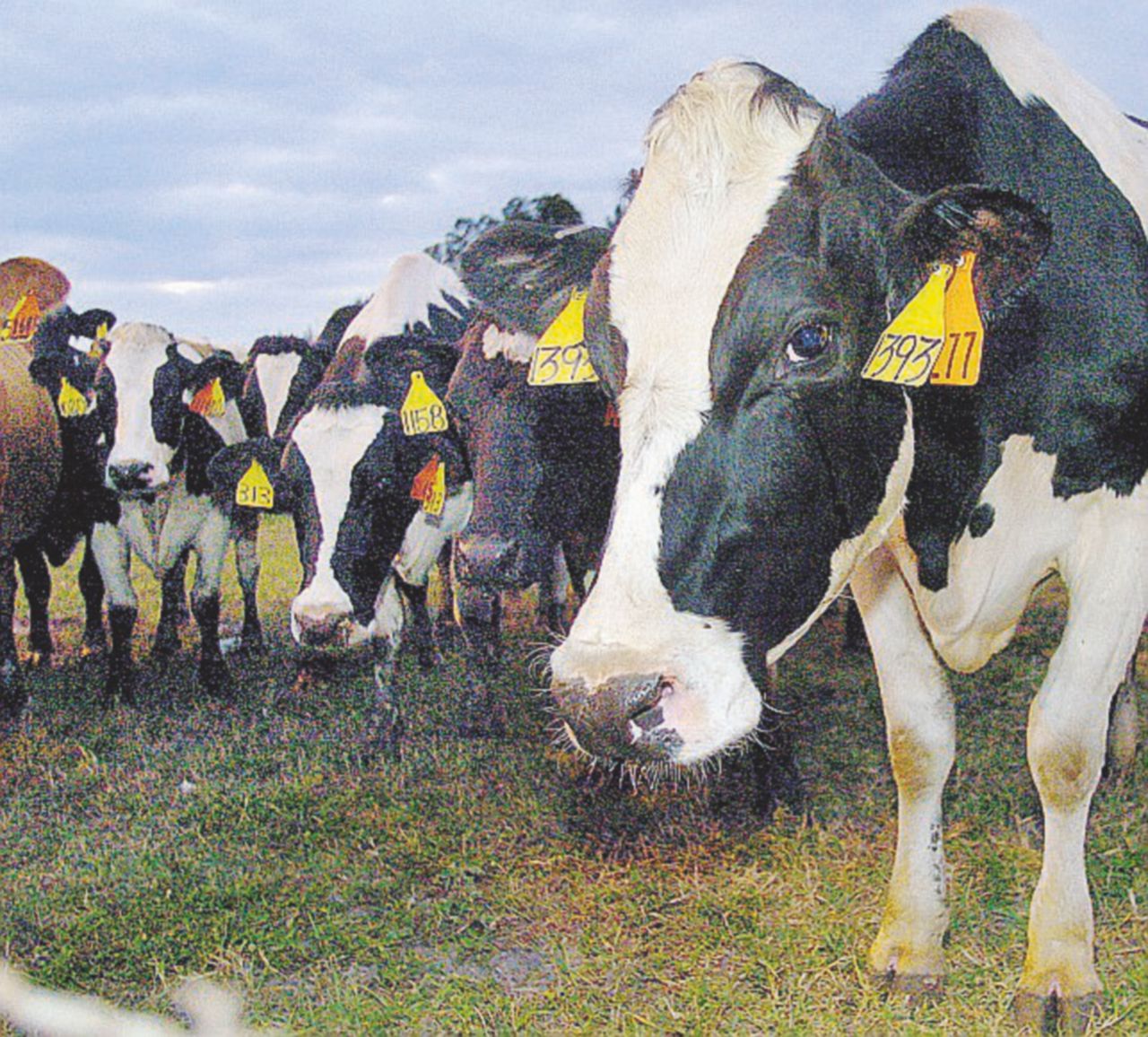 Mucche di 82 anni nella truffa delle quote latte