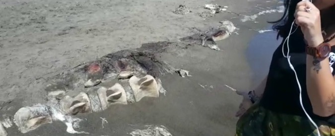 Copertina di Orbetello, dalla spiaggia spunta lo scheletro gigante di una balenottera di 15-17 metri: il video del WWF