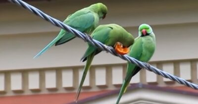 Copertina di La “guerra” al parrocchetto dal collare in Toscana. Gli animalisti: “Li sterminano”, gli agricoltori: “Danni ai raccolti”