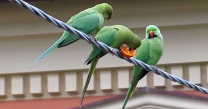 La “guerra” al parrocchetto dal collare in Toscana. Gli animalisti: “Li sterminano”, gli agricoltori: “Danni ai raccolti”