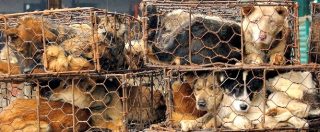 Copertina di Cina, torna il festival della carne di cane. Diverse le petizioni per mettere fine alla mattanza
