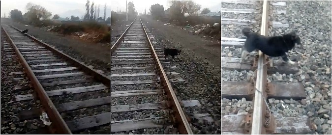 Copertina di Incatenano il cane ai binari del treno: il gesto del macchinista-eroe fa il giro del mondo