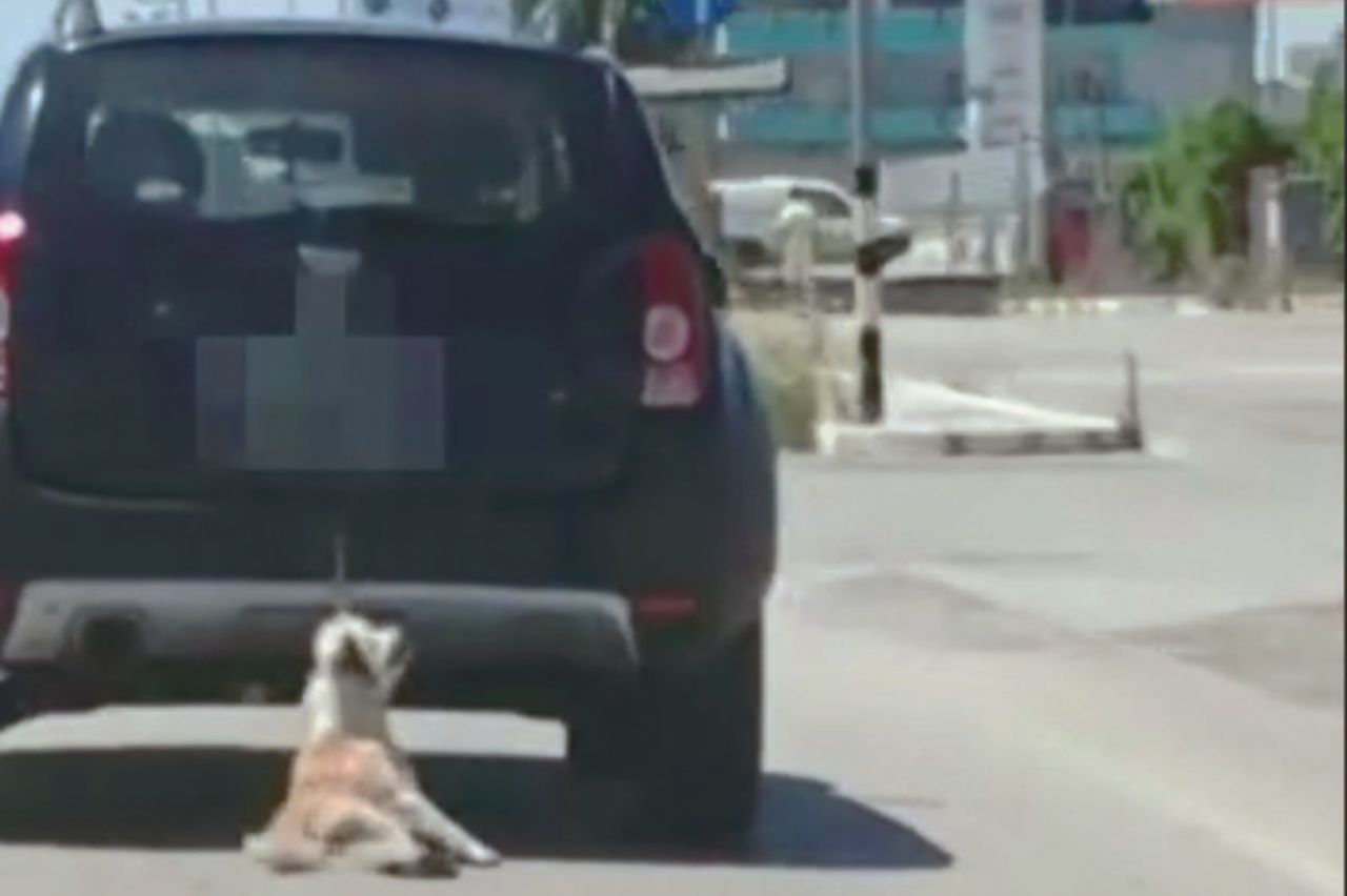 Salvini, la fake news sul cane scatena la caccia ai padroni