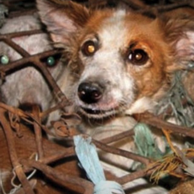 Yulin, anche quest’anno va in scena il festival delle barbarie a base di carne di cane: non è ora di togliercelo dalle palle?