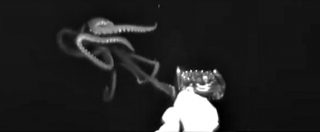 Copertina di L’avvistamento dei ricercatori americani: raro calamaro gigante filmato a 750 metri di profondità. Le immagini