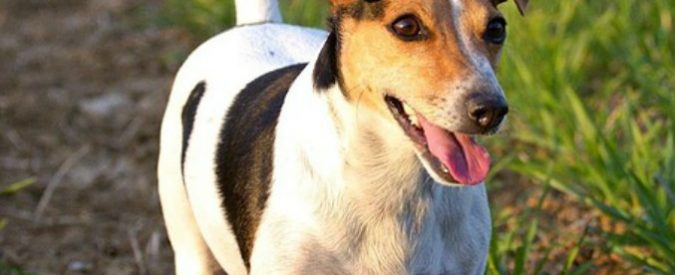 Jack Russel fiuta una neonata abbandonata tra i cespugli e le salva la vita: “È stato un eroe”