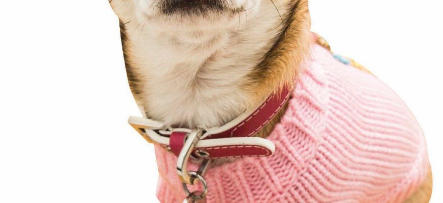 Per capire l’Italia basta un pet sitter Per capire l’Italia basta un pet sitter