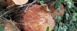 L’Ue vuole abbattere alberi per produrre energia pulita. Ma le foreste non sono fonti rinnovabili