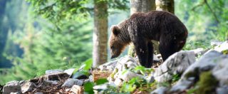 Copertina di Il caso dell’orso M49, presidente Trentino: “Fa troppi danni, verrà catturato”. Il ministro Costa: “L’ordine non è valido”