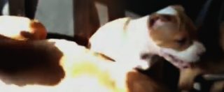 Copertina di Milano, cani pitbull usati per proteggere il fortino della droga: arrestati 4 spacciatori
