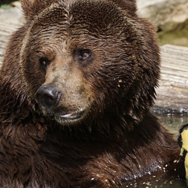 Attaccato da un enorme orso bruno ecco come riesce a sopravvivere: “Solo dopo ho capito che si trattava della lingua dell’animale”