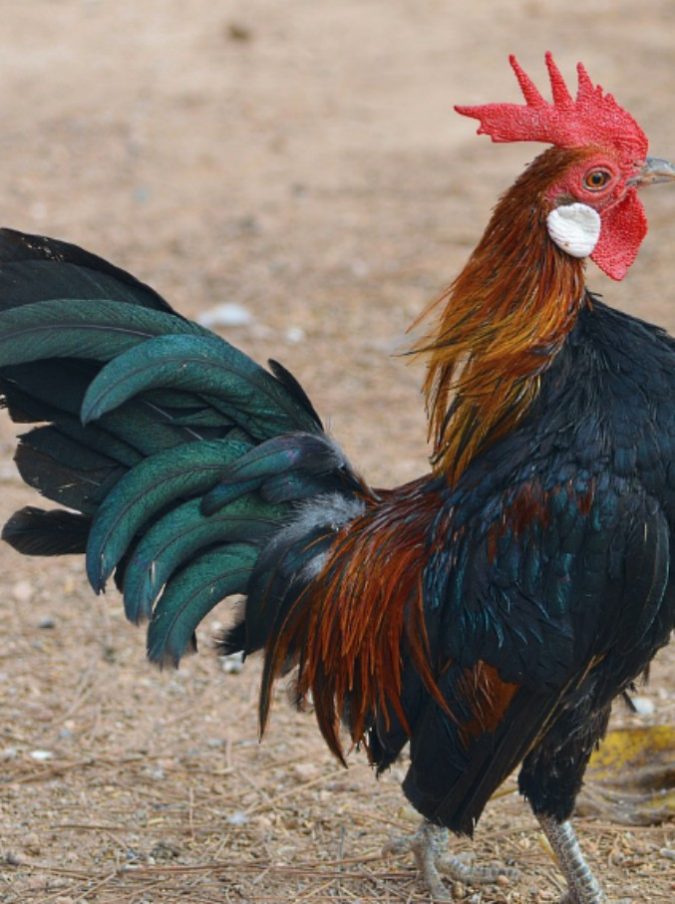 Gallo condannato dal tribunale: “Cantava fino a 44 volte al giorno raggiungendo i 84 decibel” Gallo condannato dal tribunale: “Cantava fino a 44 volte al giorno raggiungendo i 84 decibel”