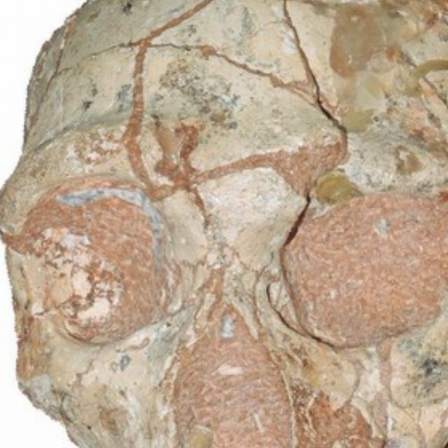 Trovato il più antico reperto di Homo sapiens in Europa, e probabilmente di tutta l’Eurasia