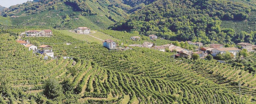 “Altro che Unesco il Prosecco inquina” “Altro che Unesco il Prosecco inquina”