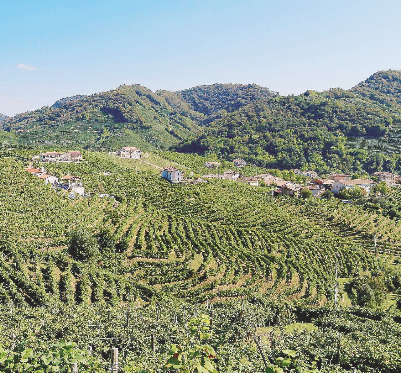 Copertina di “Altro che Unesco il Prosecco inquina”