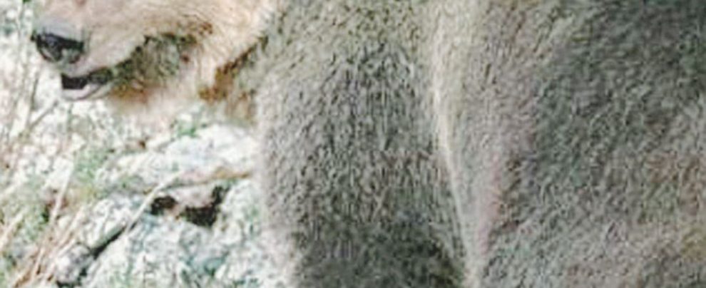 In Trentino - L’orso M49 è stato catturato domenica sera: alle 3 di notte è fuggito dalla gabbia elettrificata M49 è in fuga. E se fosse finito in Lussemburgo?