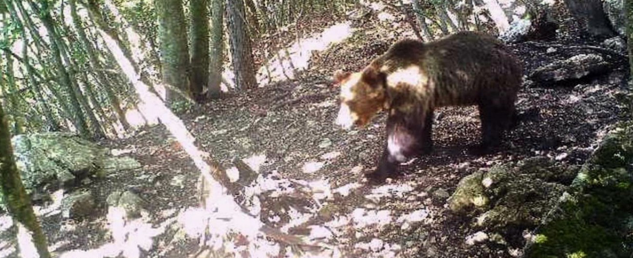 Orso M49 avvistato da una foto trappola dopo la fuga: è nei boschi della Marzola. M5s: “Non venga abbattuto”