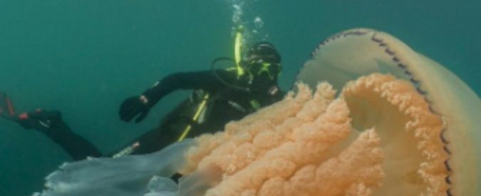 Avvistata medusa grande come un uomo: si chiama “polmone di mare” ed è presente anche in Italia