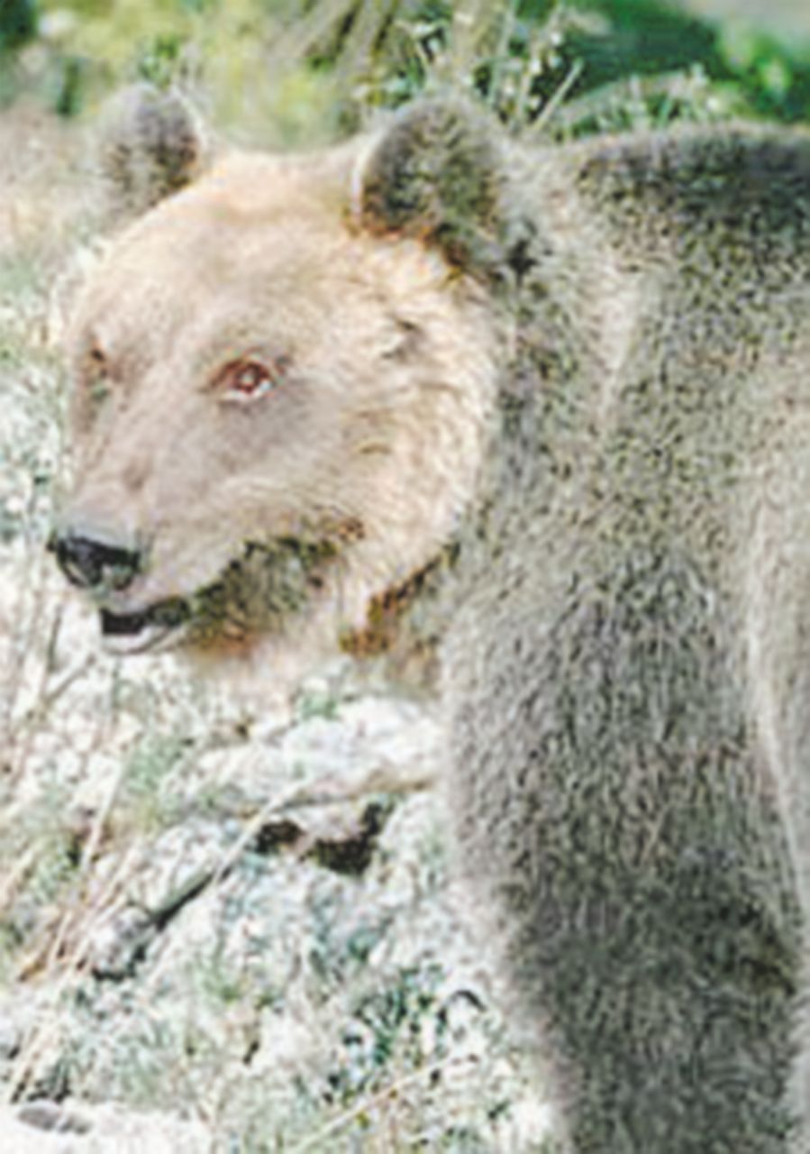 Copertina di Continua la caccia all’orso fuggito nei boschi in Trentino