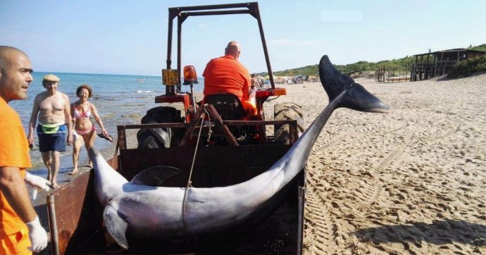 Livorno, quattro delfini spiaggiati in 48 ore: si indaga sulle cause della morte dei mammiferi