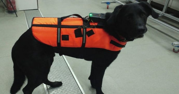 Giubbotto di salvataggio hi-tech per cani da soccorso: trasmette i comandi a distanza con le vibrazioni