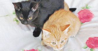 Copertina di Il “Gattolico praticante” va in paradiso