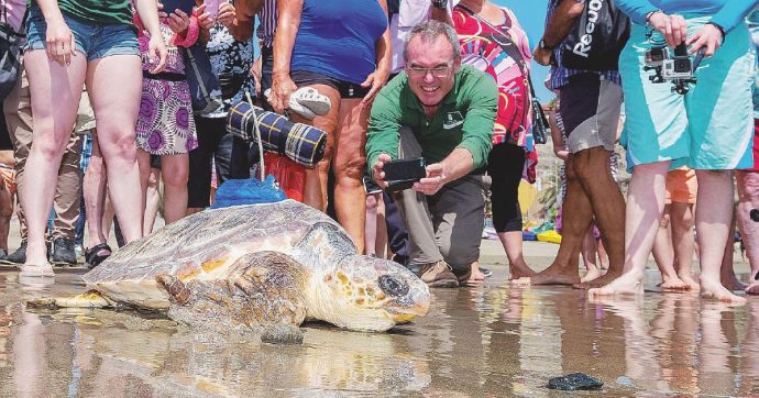 Copertina di Tartarughe e delfini in posa per il selfie: gli animali siamo noi