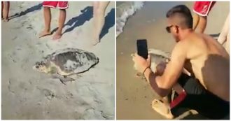 Copertina di Basilicata, tartaruga in spiaggia viene disturbata dai bagnanti e non riesce a deporre le uova. La denuncia: “Lasciatela in pace”