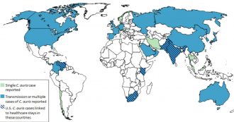 Copertina di Candida auris, il fungo che uccide in 90 giorni “si sta diffondendo e provoca malattie a livello sanguigno e multi-organo”. Il virologo: “Evitare allarmismi”
